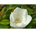MAGNOLIA grandiflora 'Alta'