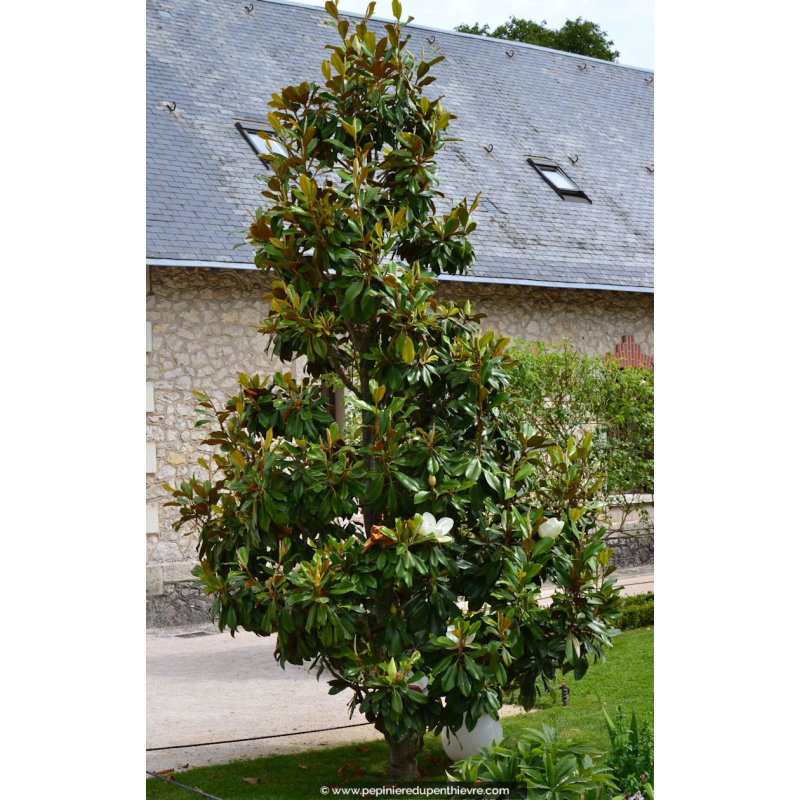 MAGNOLIA grandiflora 'Alta'