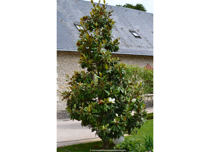 MAGNOLIA grandiflora 'Alta'
