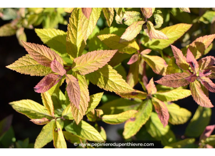 SPIRAEA x bumalda 'Goldflame' SPIRAEA x bumalda 'Goldflame'