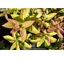 SPIRAEA x bumalda 'Goldflame' SPIRAEA x bumalda 'Goldflame'