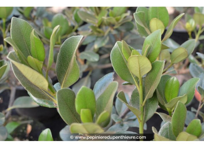 RHAPHIOLEPIS umbellata 'Ovata'