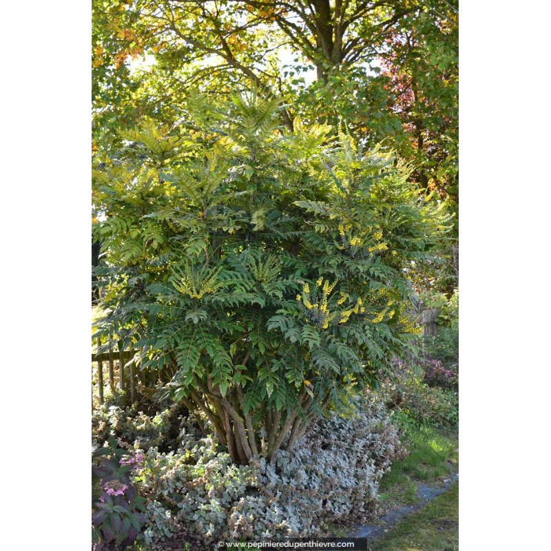 MAHONIA x media 'Winter Sun'