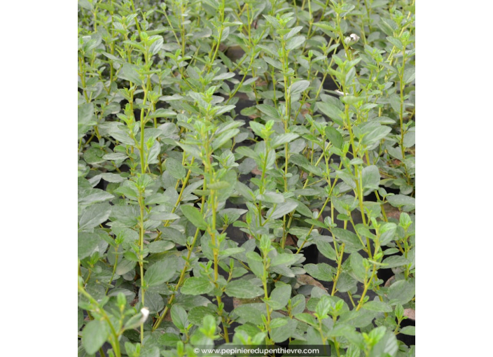 CEANOTHUS arboreus 'Trewithen Blue'