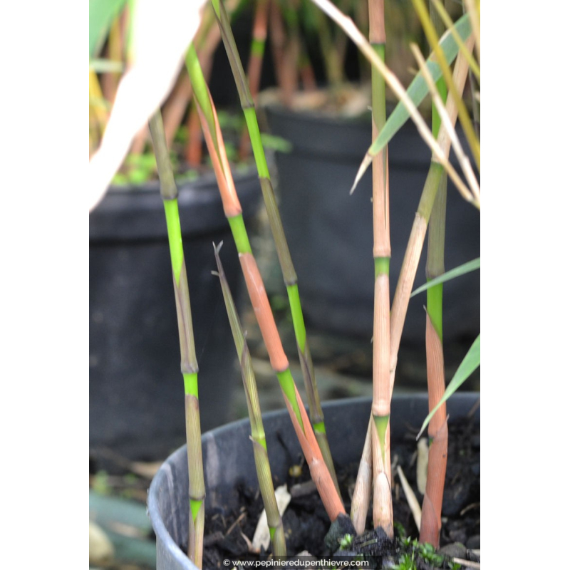 FARGESIA scabrida 'Asian Wonder'