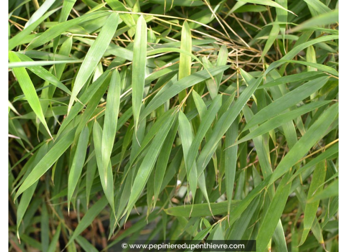 FARGESIA scabrida 'Asian Wonder' FARGESIA scabrida 'Asian Wonder'