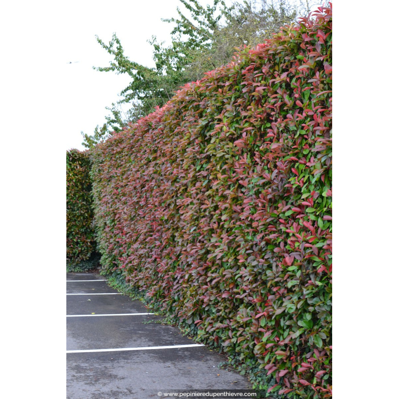 PHOTINIA x fraseri 'Red Robin', persistant - Ppinire du Penthivre -  Ppinire du Penthivre
