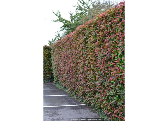 PHOTINIA x fraseri 'Red Robin'