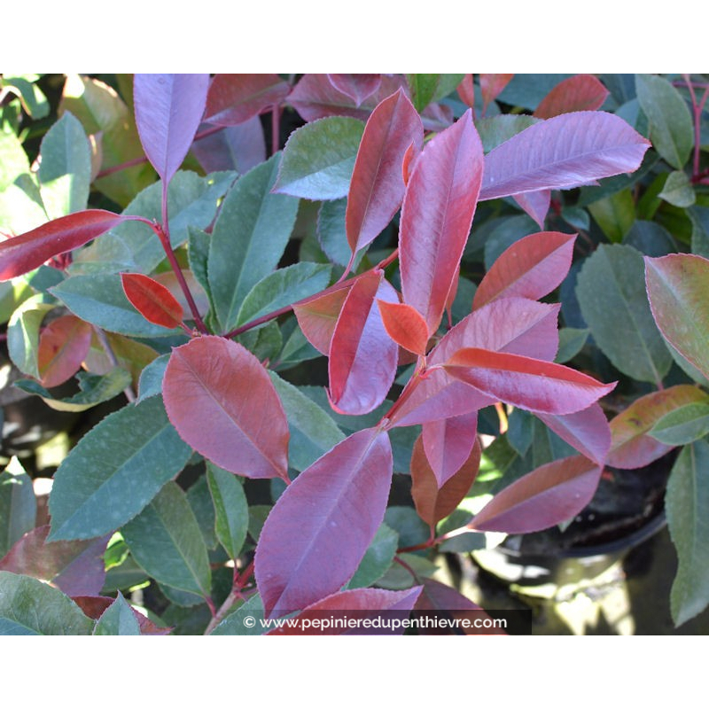 PHOTINIA x fraseri 'Red Robin'