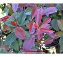 PHOTINIA x fraseri 'Red Robin'