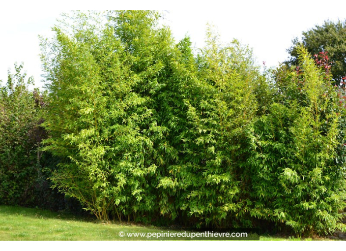 PHYLLOSTACHYS aurea PHYLLOSTACHYS aurea
