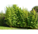 PHYLLOSTACHYS aurea PHYLLOSTACHYS aurea