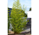 PHYLLOSTACHYS aurea PHYLLOSTACHYS aurea