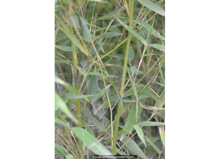 PHYLLOSTACHYS aurea PHYLLOSTACHYS aurea