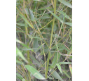 PHYLLOSTACHYS aurea PHYLLOSTACHYS aurea