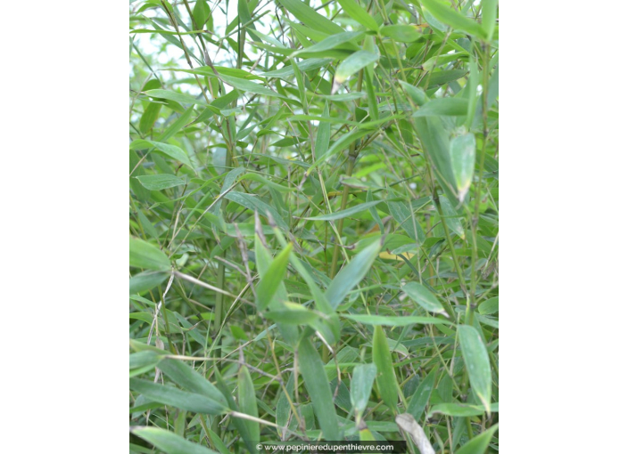 PHYLLOSTACHYS aurea PHYLLOSTACHYS aurea