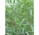 PHYLLOSTACHYS aurea PHYLLOSTACHYS aurea