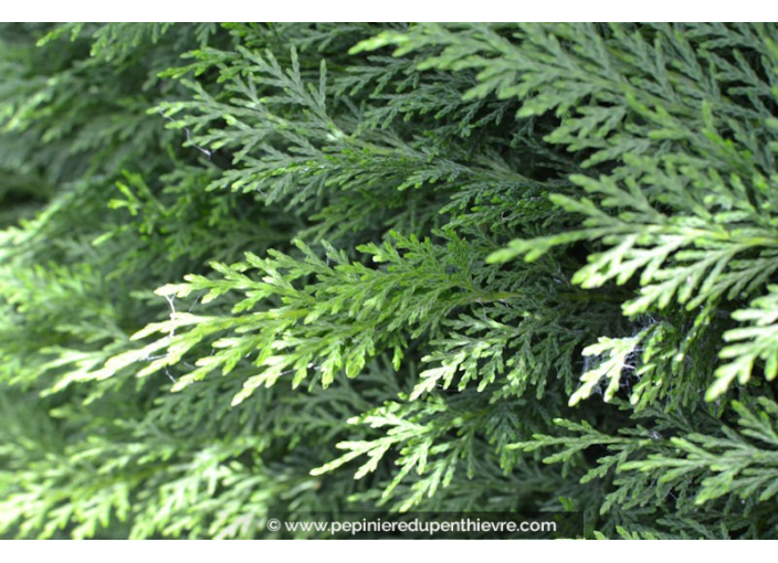 CUPRESSOCYPARIS leylandii