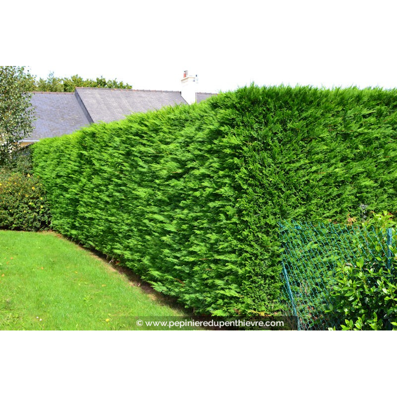 CUPRESSOCYPARIS leylandii