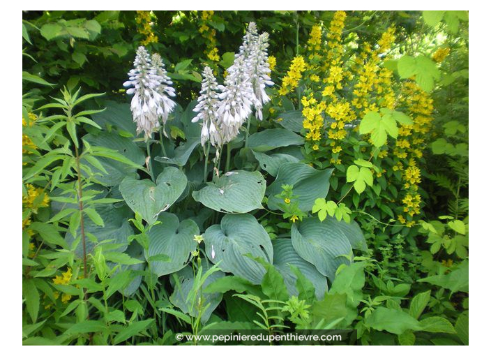 HOSTA sieboldiana 'Elegans'