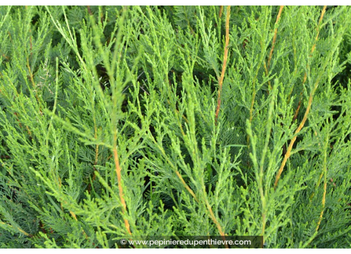 CUPRESSOCYPARIS leylandii