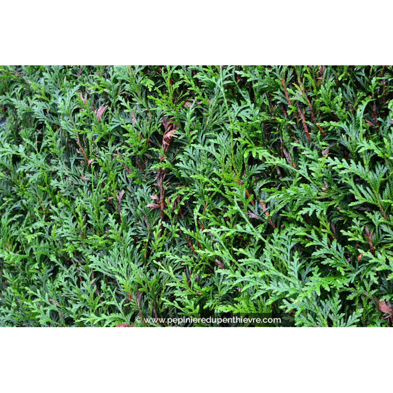 THUJA plicata 'Atrovirens'