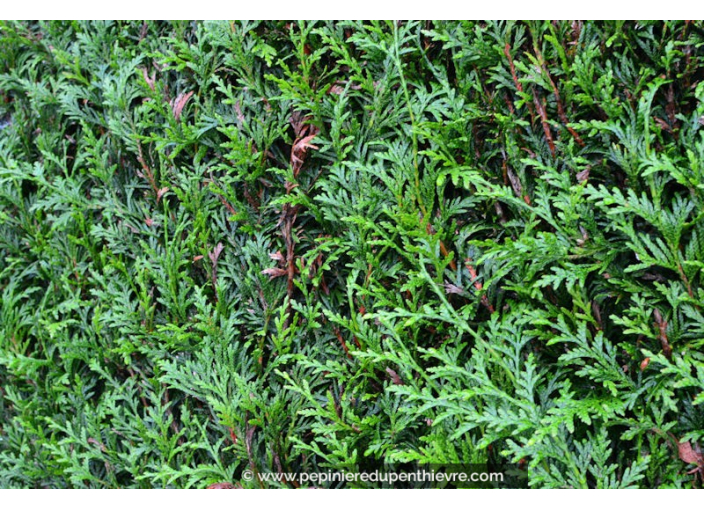 THUJA plicata 'Atrovirens'