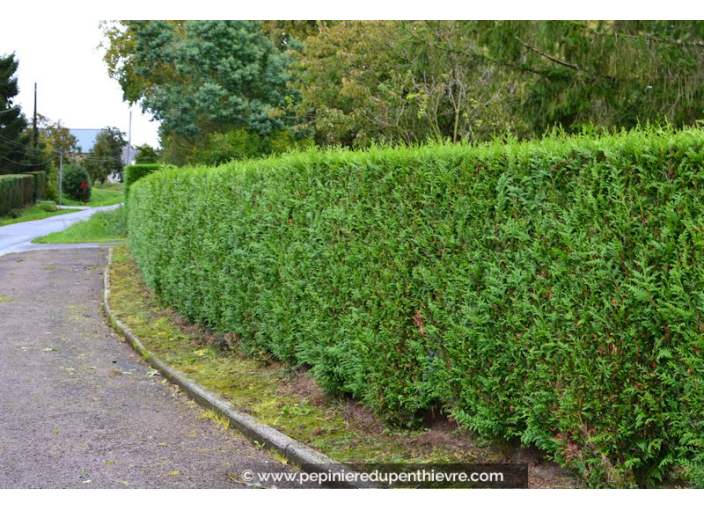 THUJA plicata 'Atrovirens'
