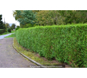 THUJA plicata 'Atrovirens'