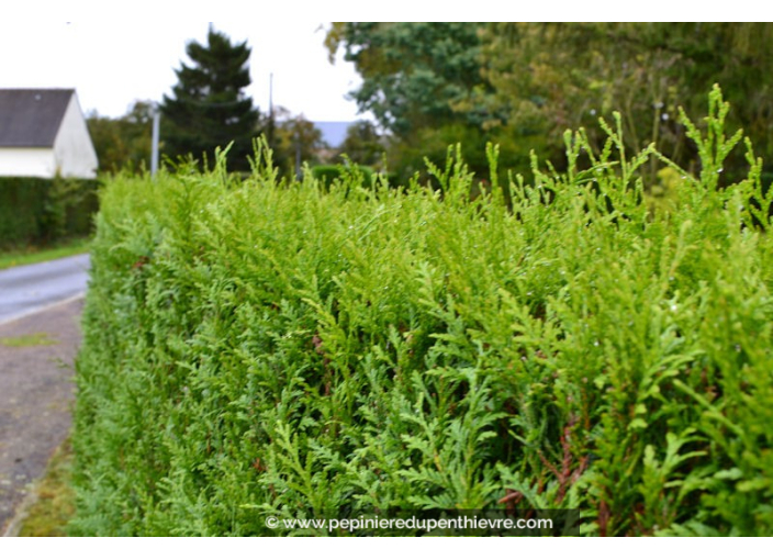 THUJA plicata 'Atrovirens'