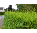 THUJA plicata 'Atrovirens'
