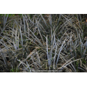 OPHIOPOGON planiscapus \'Niger\'