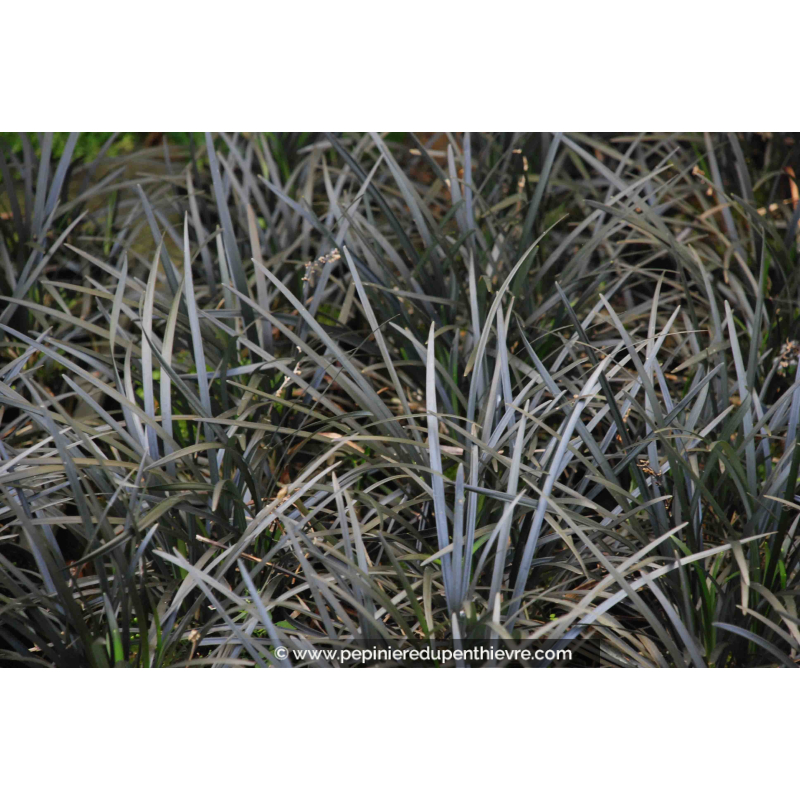 OPHIOPOGON planiscapus 'Niger'