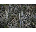 OPHIOPOGON planiscapus 'Niger'