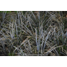 OPHIOPOGON planiscapus \'Niger\'