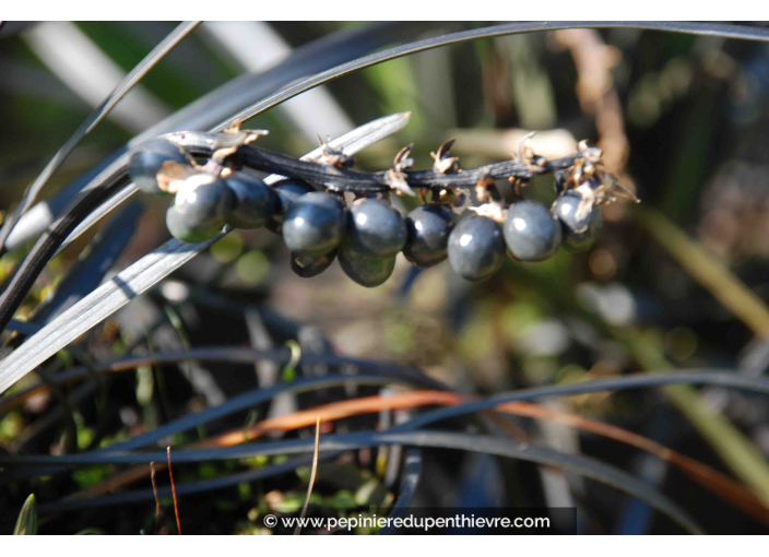 OPHIOPOGON planiscapus 'Niger'