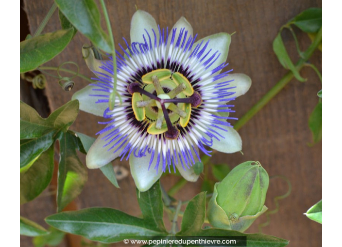 PASSIFLORA caerulea PASSIFLORA caerulea
