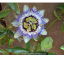PASSIFLORA caerulea PASSIFLORA caerulea
