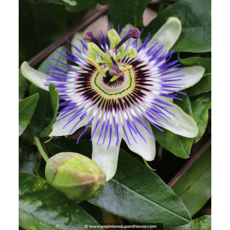 PASSIFLORA caerulea