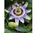 PASSIFLORA caerulea PASSIFLORA caerulea