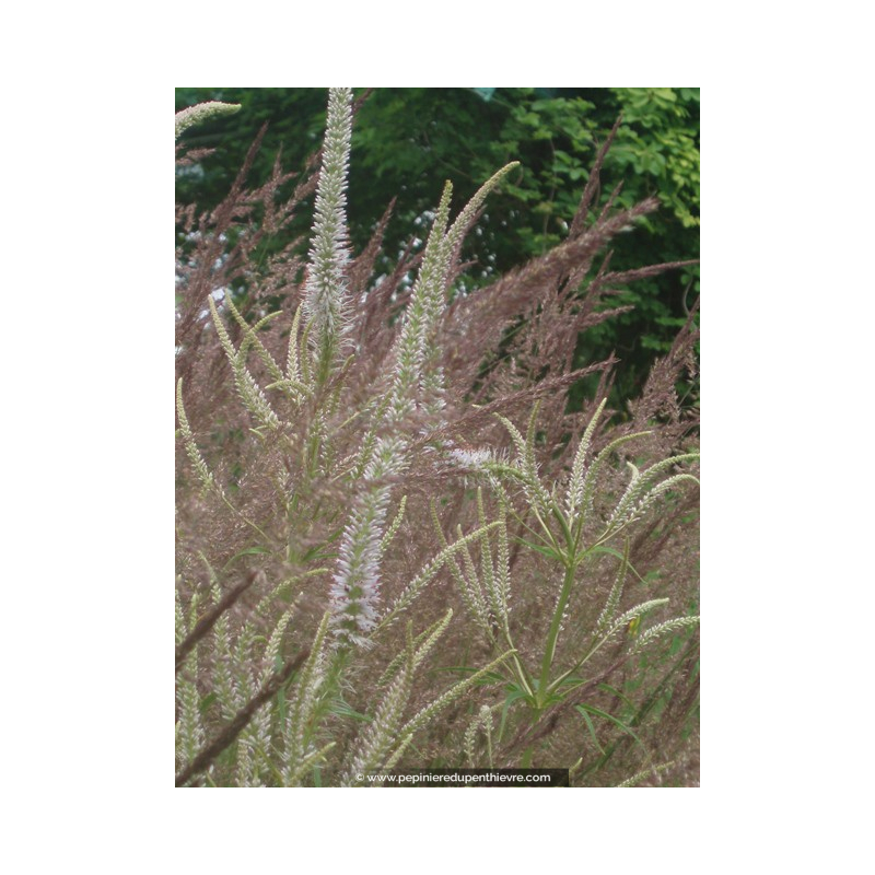 VERONICASTRUM virginicum 'Lavendelturm'