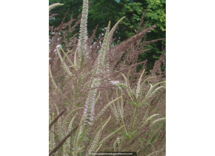 VERONICASTRUM virginicum 'Lavendelturm'