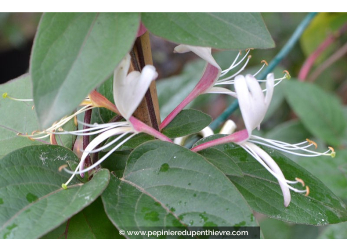 LONICERA japonica var. chinensis