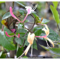 LONICERA japonica var. chinensis