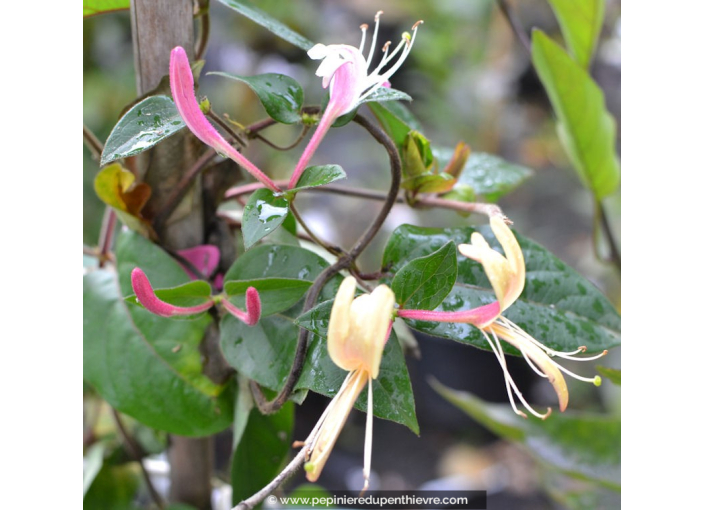 LONICERA japonica var. chinensis