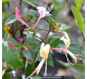 LONICERA japonica var. chinensis