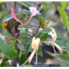 LONICERA japonica var. chinensis