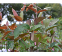 LONICERA japonica var. chinensis