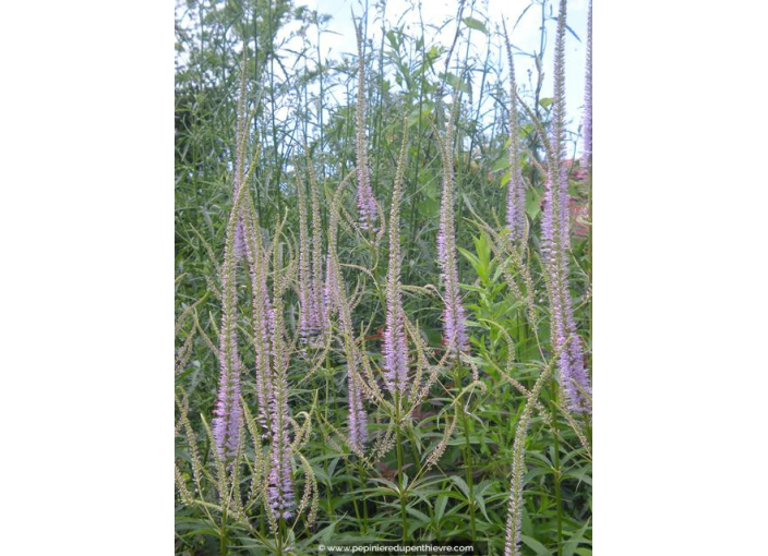 VERONICASTRUM virginicum 'Lavendelturm' VERONICASTRUM virginicum 'Lavendelturm'