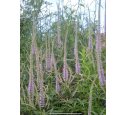 VERONICASTRUM virginicum 'Lavendelturm' VERONICASTRUM virginicum 'Lavendelturm'